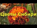 Музыка для души - Цветы Сибири / Медитация / Relax.Panasonic HDC-SD60