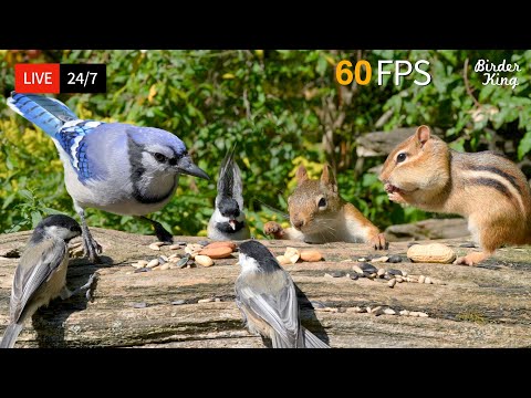๐ด 24/7 LIVE: Cat TV ๐บ Blue Jay Birds and Squirrels - A Sunlit Gathering ๐ฆ 4K Cat Games