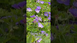 Spring in busy street🪻🪻🪻 #beautiful #spring #flowers #plants #shortvideo
