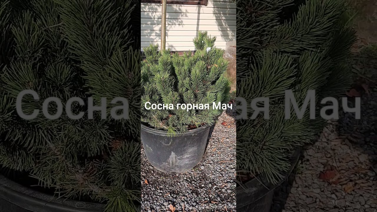 Сосна горная Мач
