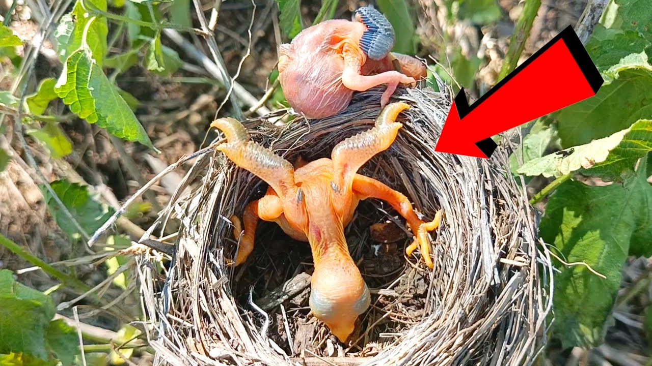 Cuckoo baby came back to nest himself by throwing the baby out of his ...