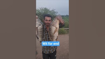 fish catching hindi videofishing video hindi mein#fishspecies #fishingtechniques #minivlog #village