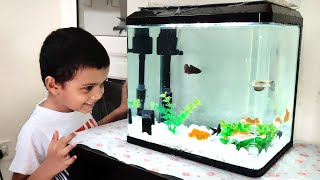 My New Aquarium Setup | TummyTimeTamil