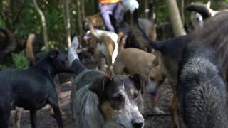 Visitamos el refugio PGA (Perros y Gatos en Adopción)