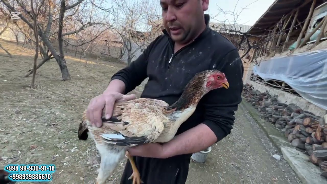 ЭСКИ ЗОТЛАРДАН НОДИРЖОН ПАРВОЗНИ ДАКАНЛАРИ ИГКИБОЗЛАРИ УЧУН МАХСУС ВИДЕО НАМАНГАН 