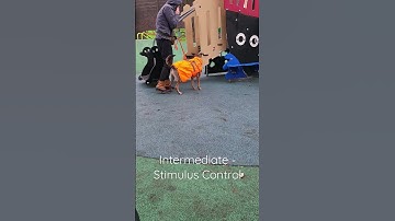 Intermediate - Stimulus Control