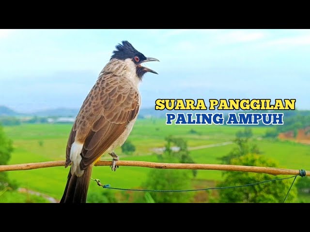 Suara Burung Kutilang Gacor Memanggil Lawan Ampuh Untuk Suara Panggilan ajaran malas Bunyi class=