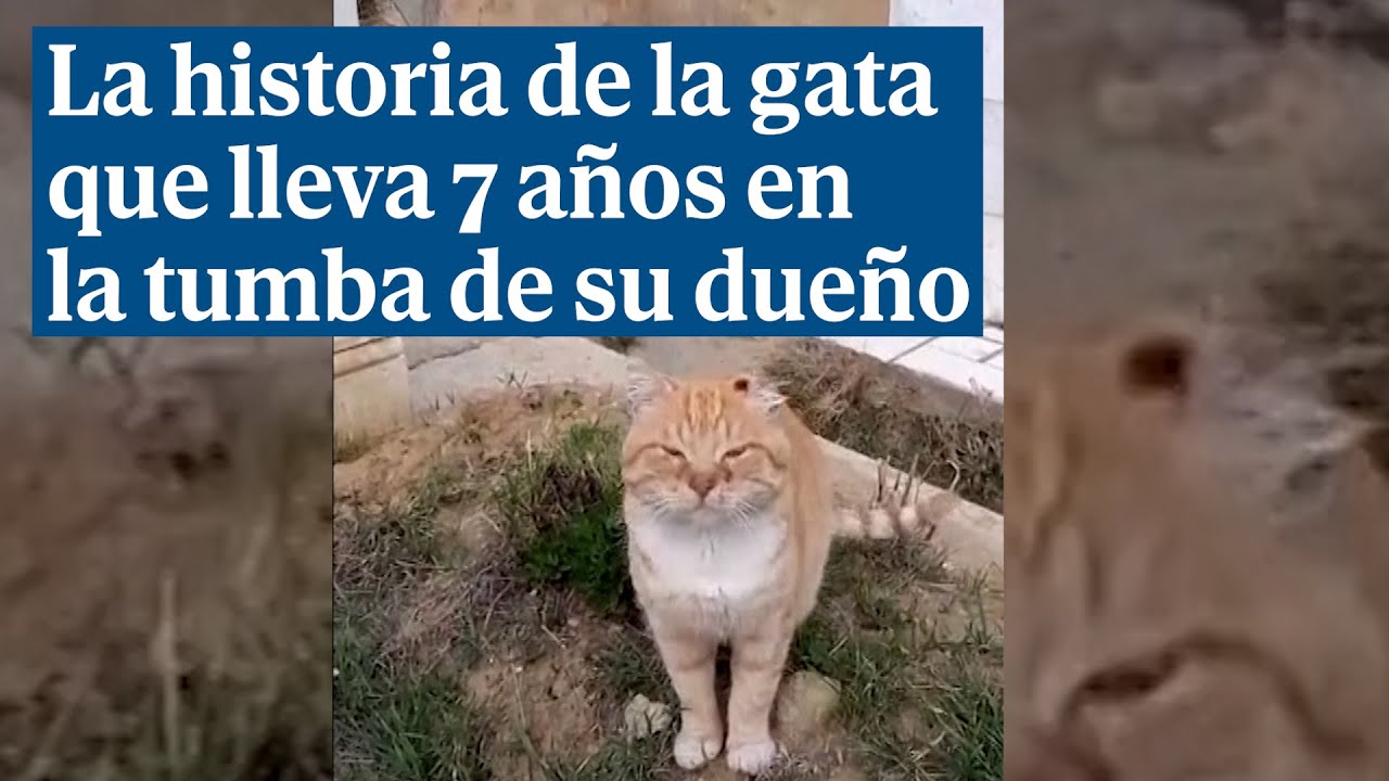 La increíble historia de Hachiko, la gata rusa que lleva desde 2018 sobre la tumba de su dueño