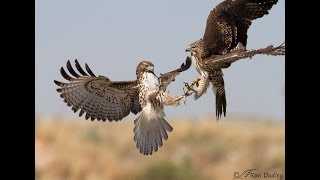 Hawk Attacks Hawk; Dogfight in the Sky