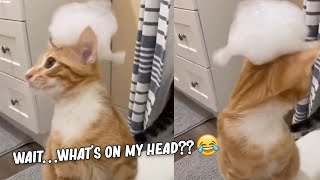 What's on my head?? | YouTube's Funniest Cat Videos! by Alpha Cats and Dogs 3,340 views 1 year ago 2 minutes, 45 seconds