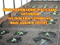 Выращивание рассады огурцов от посева до высадки в грунт