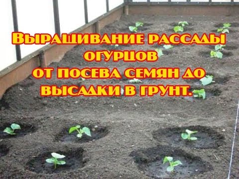 Вопрос: Как от качества семян зависит урожай огурцов?