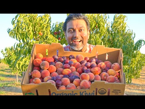 वीडियो: हरको नेक्टेराइन फलों के पेड़ - हरको नेक्टेराइन उगाने के लिए टिप्स