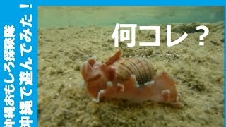 沖縄の海で不思議な生き物発見！