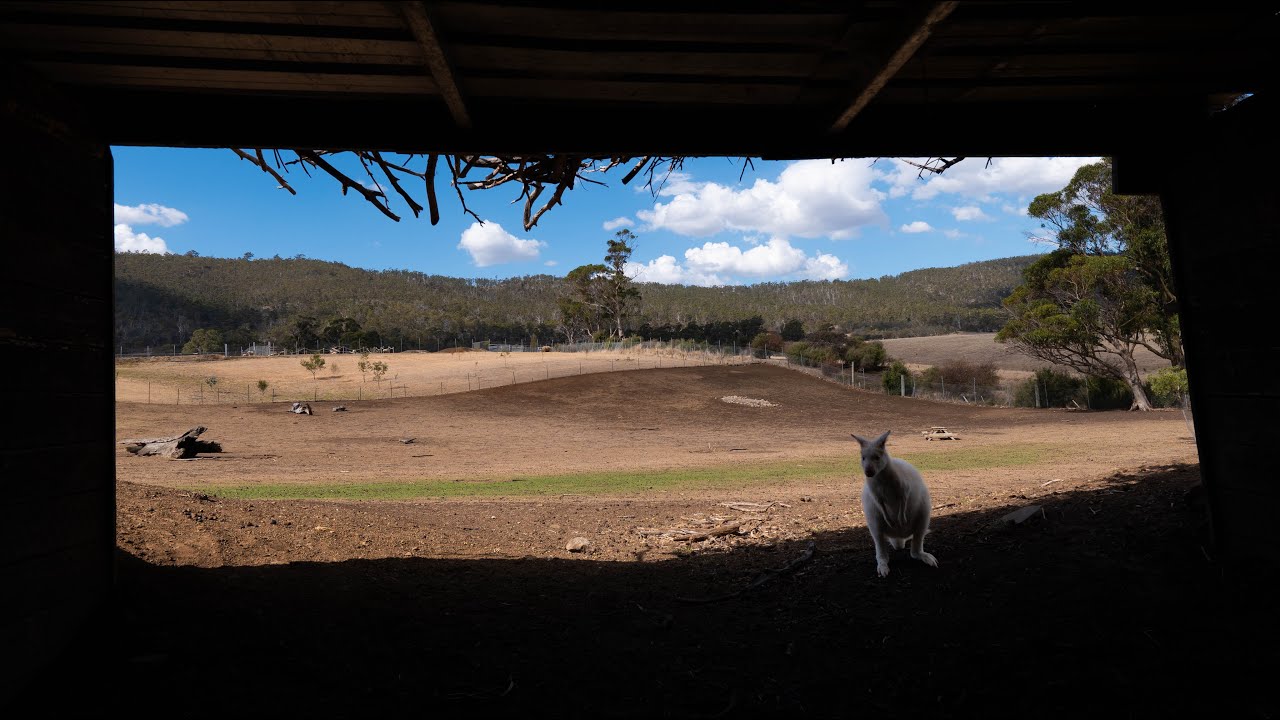 Up Close with Animals at Zoodoo Zoo Tasmania!