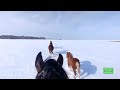 Жеребчик Султан летит галопом.🤠🐎