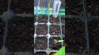 Where did my spinach seeds go? 🕵️‍♀️ #seedstarting #gardeningproblems