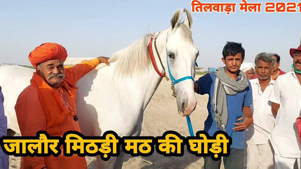 बालोतरा मेले मे आई 65 हाईट की घोड़ी  | तिलवाड़ा मेला