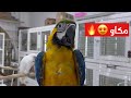 شاهد أجمل انواع الطيور في سوق الشارقة