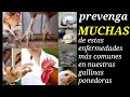 ¿Como prevenir las enfermedades virulentas más comunes en nuestras gallinas de posturas Isa Brown?