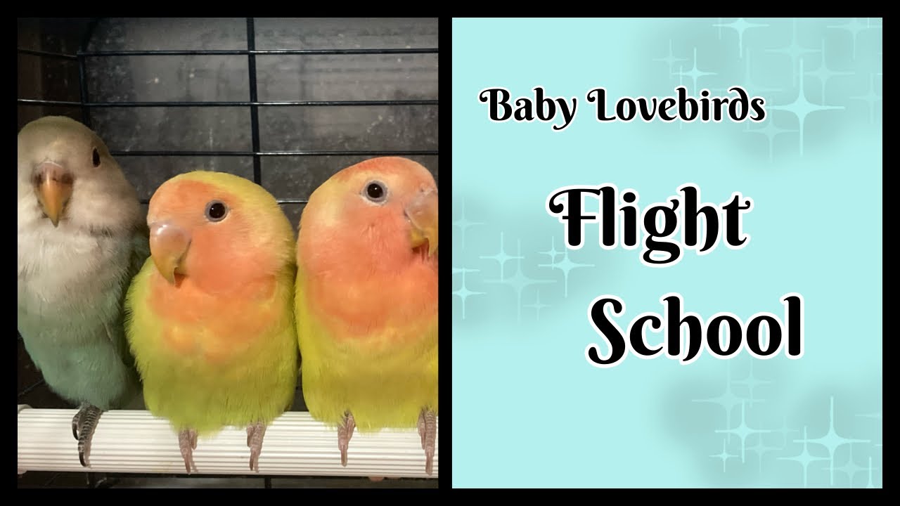Flight School Baby Lovebirds YouTube