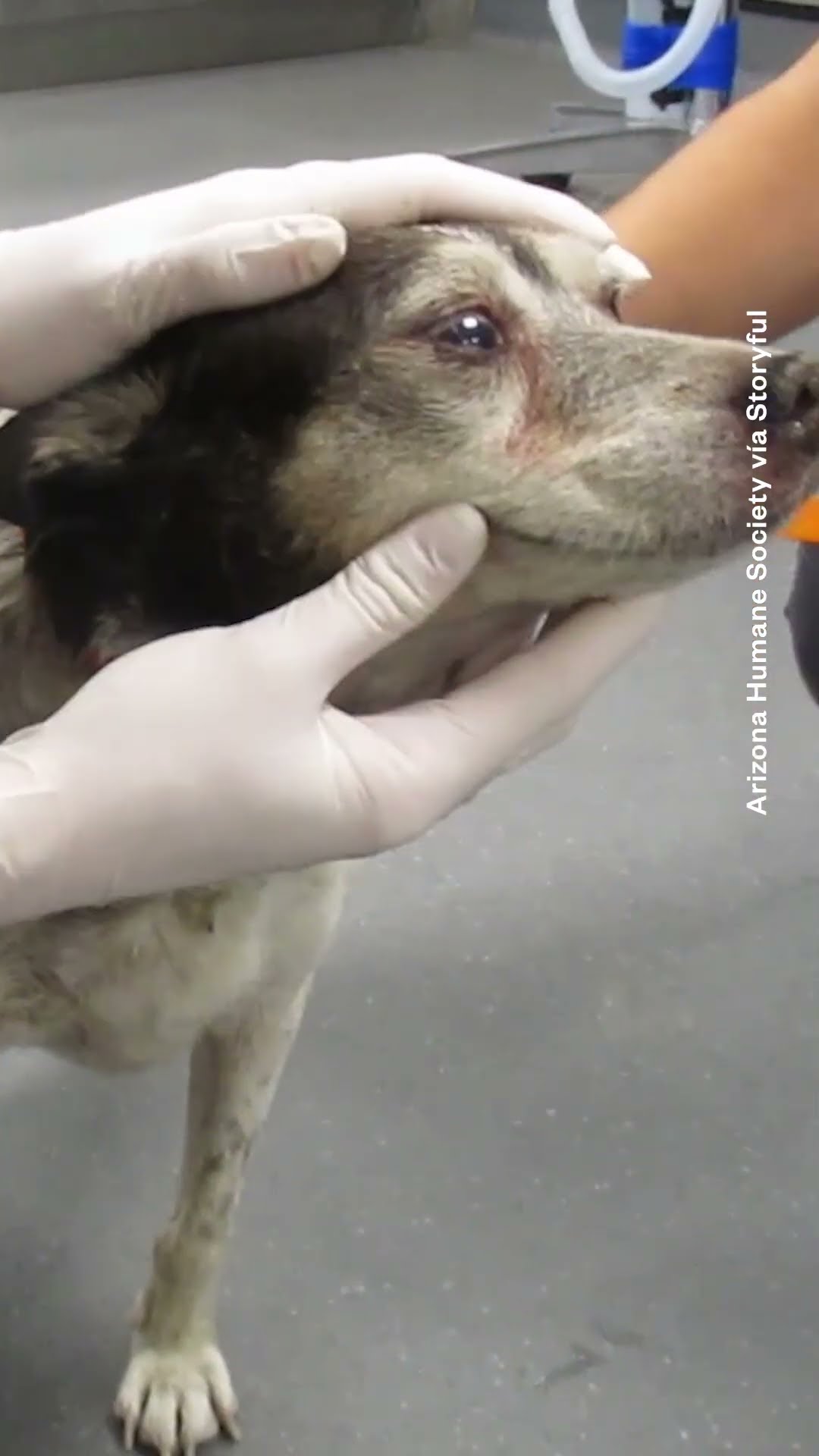 Esta perrita fue salvada de ahogarse y ahora tiene un hogar | Noticias Telemundo