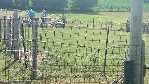 Max Herding Instinct Test: Pass