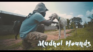 Mudhol Hounds in a Farm | Sharing our experiences with Laila and Max