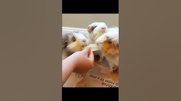 That shove was personal #guineapig #funnyanimals