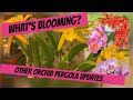 Whats blooming and other updates  projects in the orchid pergola