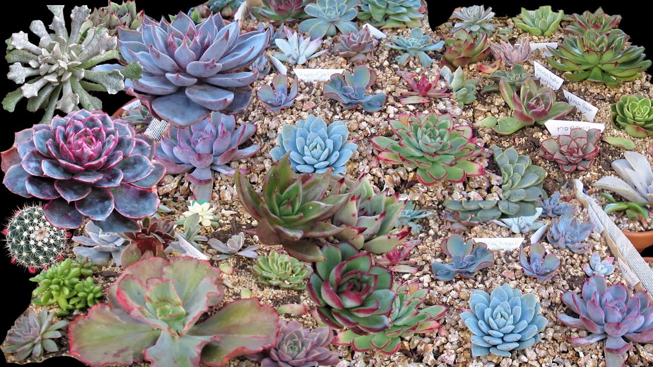 I bought 110 Plants in 10 Days | Unbelievable PLANT HAUL 2021 | GSwLK