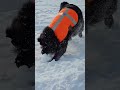 Watch Minni the Dog Fall in Love with a Central New York Snow Day
