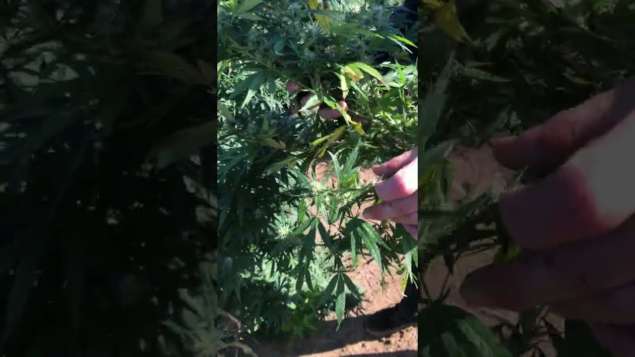 Golden Goat CBD Gummies Reviews What does FlowerOnly mean?