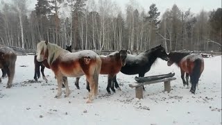 Саврик привел свой косячок домой