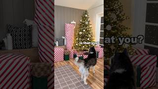 Will My Dog Find Me Disguised As A Present?