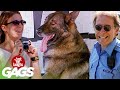 Best of Dog Pranks Vol . 2 | Just For Laughs Compilation