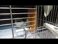 Introduction of winter heater for canary !【 Emotional education for my son # 23 】カナリア飼育