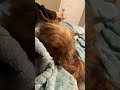 This is my doggy