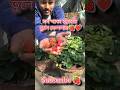 Sob paka strawberry tule rakhlam 🍓🍓🍓 #youtubeshorts #gardening #stroberry #ytshorts #farming #shorts