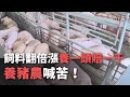 飼料翻倍漲”養一頭賠一千”  養豬農喊苦！【央廣新聞】