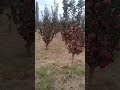Crimson Apple Variety mp3