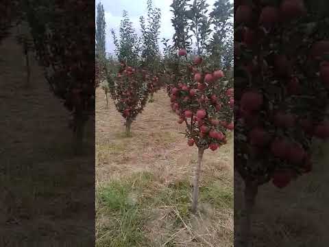 वीडियो: किस्म स्टारक्रिमसन (सेब का पेड़): विवरण, फोटो, बढ़ती विशेषताएं