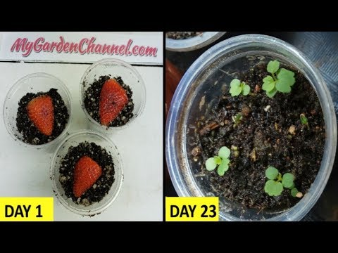 Video: Watering Strawberries With Cold Water: Is It Possible To Water Flowering And Other Strawberries With Water From A Well, From A Well And From A Tap?
