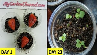 How To Grow Strawberries from Seed  (Fast and Easy Method)