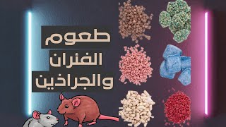 الطعم المناسب للتخلص من الفئران المنزلية والجراذين بكل سهولة ✓✓