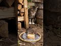 Tabby cat stares at mouse eating cheese 🐹🐱🐹 #cat #mousemurah #cute #animal #catlife #cutepets #cat