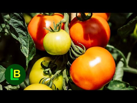 Video: Kako I čime Gnojiti Rajčicu