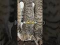 200万匹の野生猫が豪州で駆除された理由