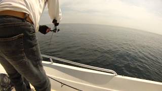CAPE COD STRIPER 2015