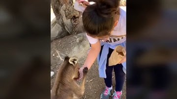 Những chú chuột túi dễ thương trên đất nước tươi đẹp của châu đại dương